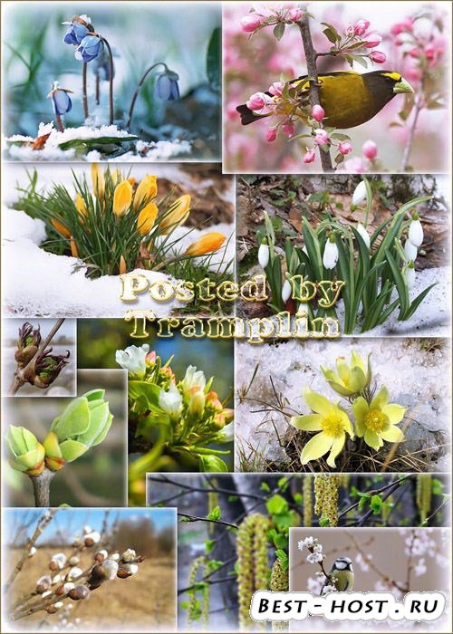 Картинки клипарты фоны на тему весны.  Природа расцветает - Цветение весны