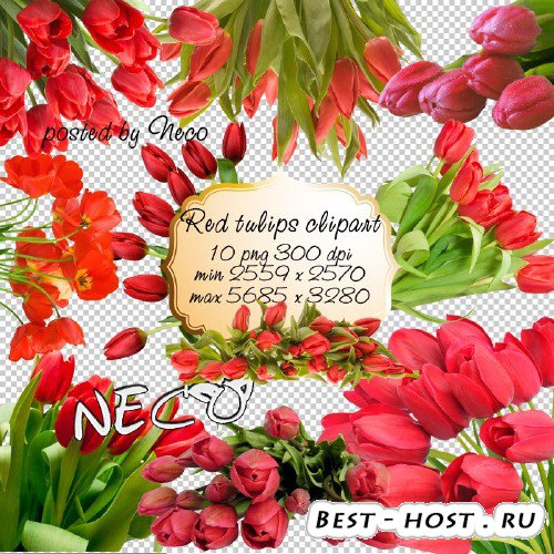 Red Tulips clipart - Клипарт красные тюльпаны PNG