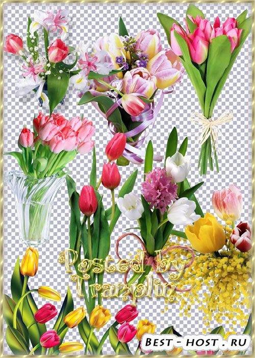 Клипарт в Png на прозрачном фоне – Разноцветные тюльпаны