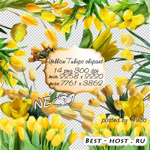 Yellow Tulips clipart - Клипарт жёлтые тюльпаны PNG