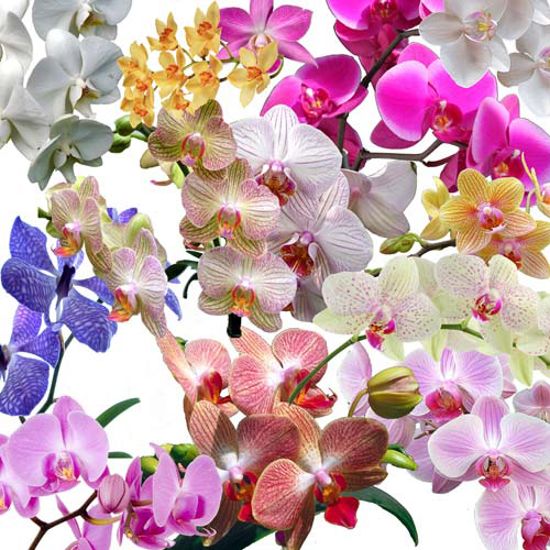 Клипарт - Великолепие орхидей