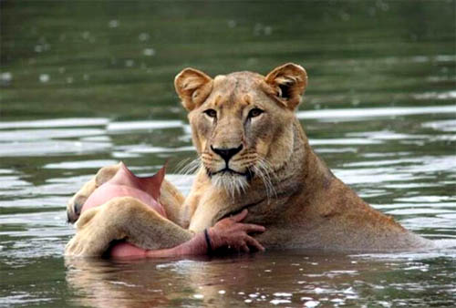 Шаблон для фото - купание с львицей
