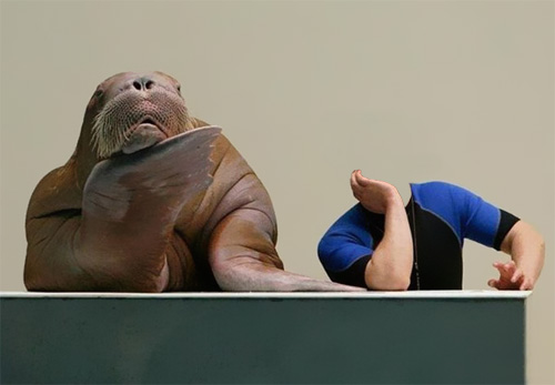 Шаблон мужской - фото с веселым моржом
