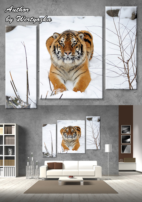 Триптих в psd формате - Тигр, зимний лес, тигр на снегу