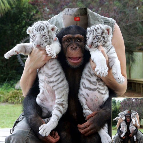 Шаблон для девушек - фото с двумя тигрятами и обезьяной
