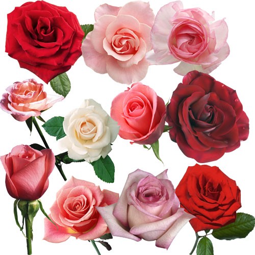 Клипарт - Прекрасные, свежие розы