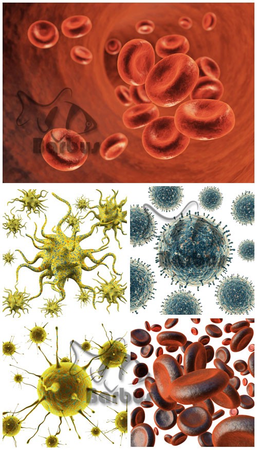 Microbes and erythrocytes / Микробы и эритроциты