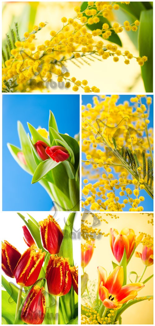 Tulips and mimosas / Тюльпаны и мимоза - Photo stock