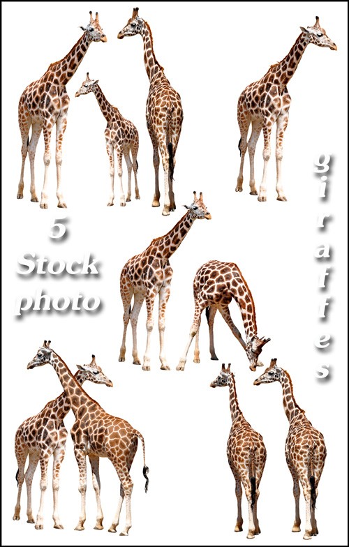 Жирафы, окапи - растровый клипарт