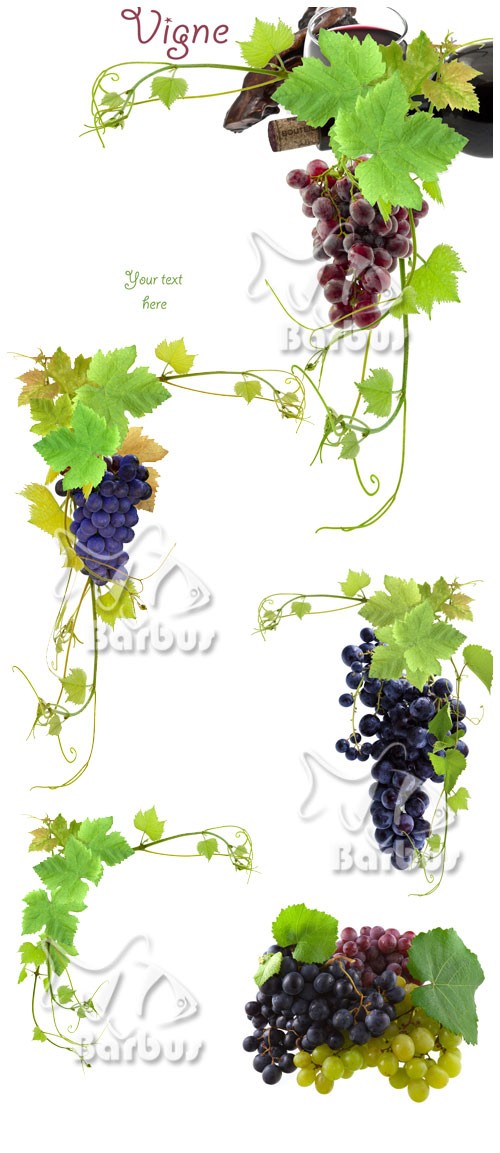 Grapevine and grapes / Виноградная лоза и виноградные гроздья