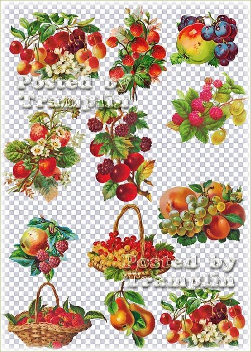 Винтажные фрукты на прозрачном фоне – Виноград, яблоки, клубника, персики, вишня