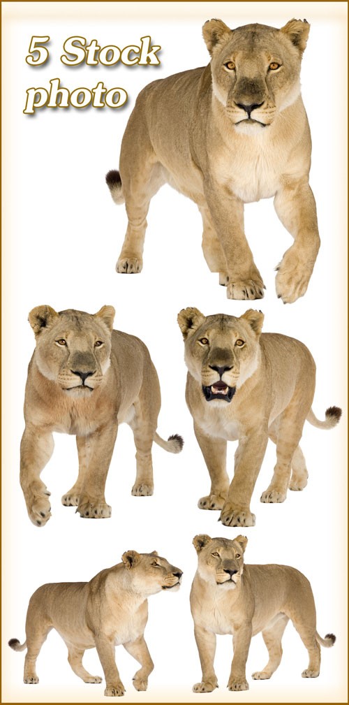 Львица, хищница, царица зверей - растровый клипарт