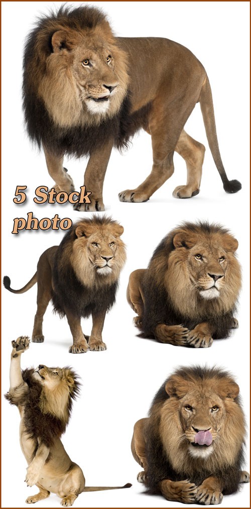 Лев, царь зверей, хищник - растровый клипарт