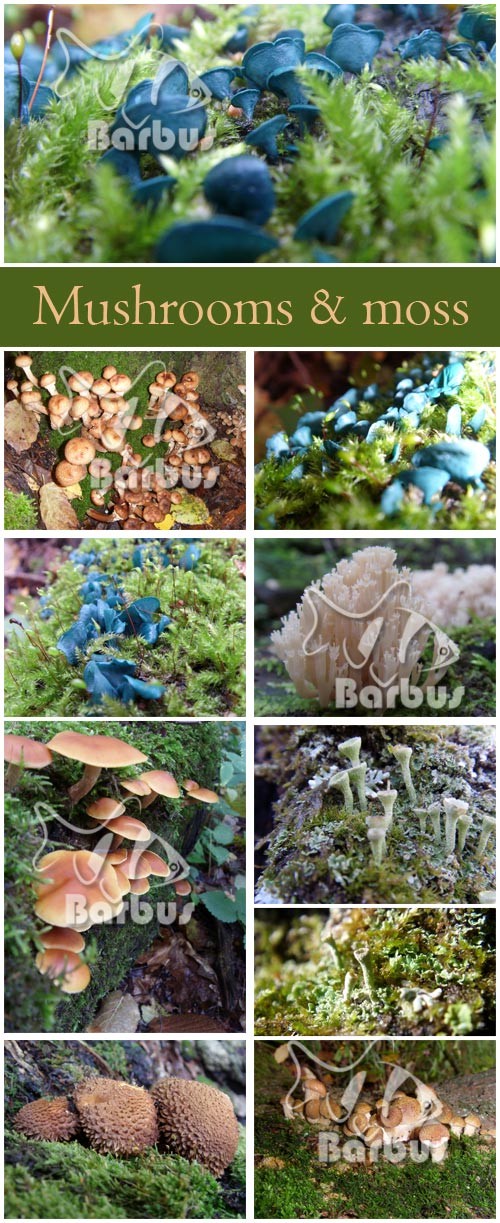 Mushrooms and moss / Мох и грибы - photo stock