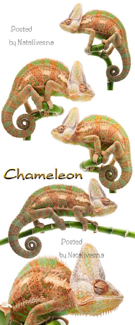 Хамелеон / Chameleon - Stock photo