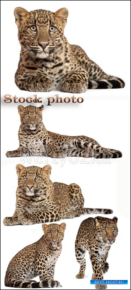 Леопард, хищник / Leopards, predatory cats - Raster clipart