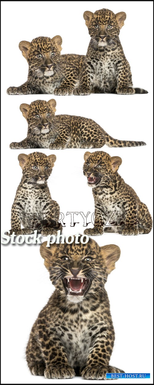 Маленькие леопарды / Little leopards, animals