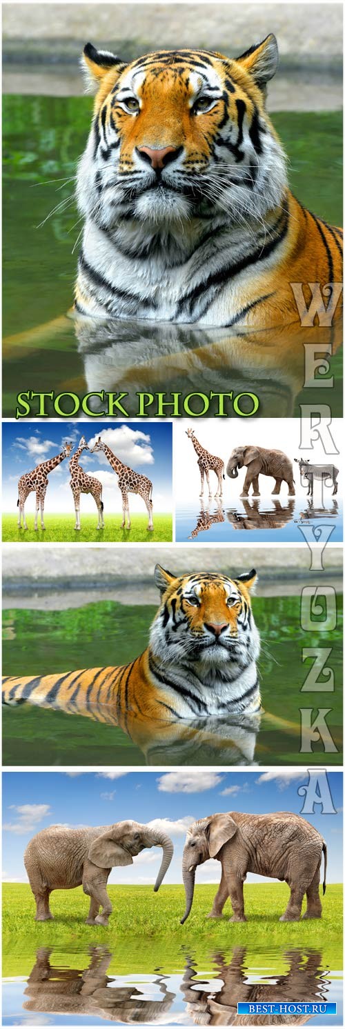 Тигр, слон, жираф, животные / Tiger, elephant, giraffe, animals - Raster cl ...