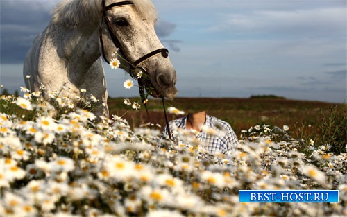 Шаблон psd женский - В поле ромашек с белым конем