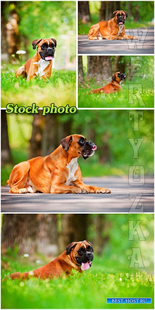 Породистая собака на природе  / Pedigreed dog on nature - Raster clipart