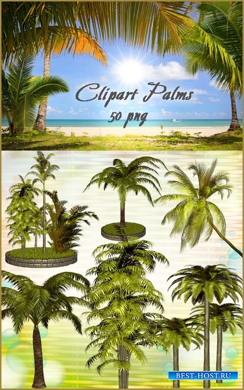Клипарт PNG - Пальмы