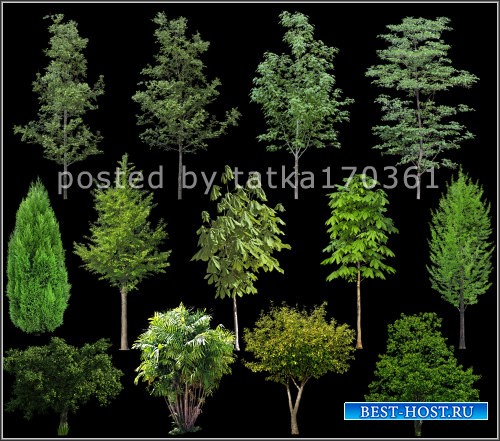 Клипарт для фотошопа - Зелёные деревья и кустарник