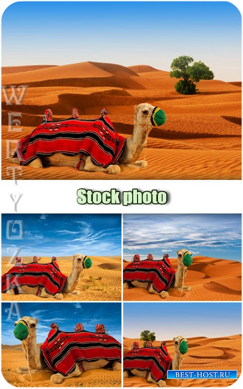 Верблюд в пустыне / Camel in the desert - Raster clipart