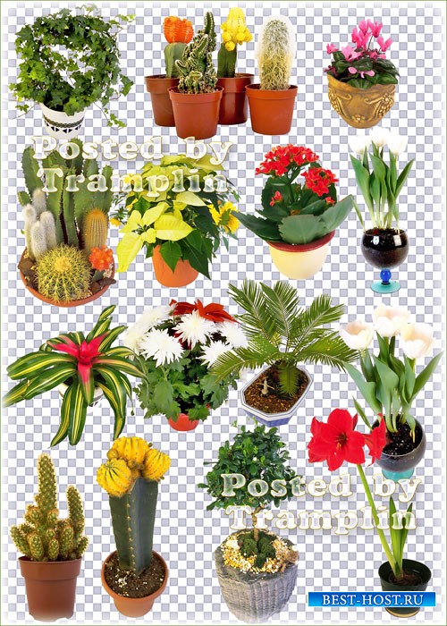 Букеты цветов, декоративные деревья и кактусы в горшках