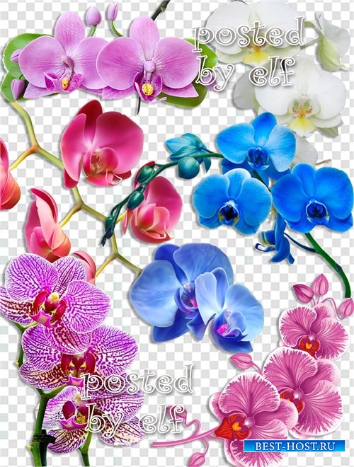 Орхидеи на прозрачном фоне
