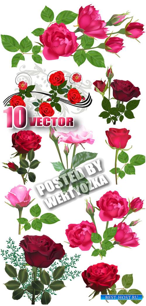 Красивые розы / Beautiful roses - stock vector