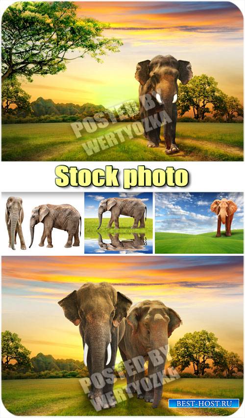 Слоны и чудесные пейзажи / Elephants and wonderful scenery - stock photos