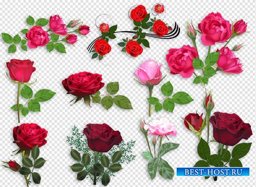 Клипарт - Красные розы для фотошоп на прозрачном фоне
