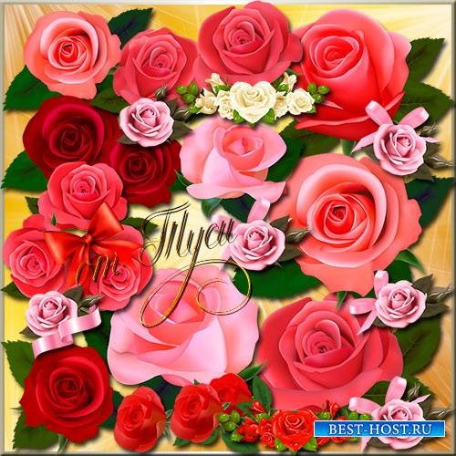 Клипарт - Нежная роза прекрасна всегда