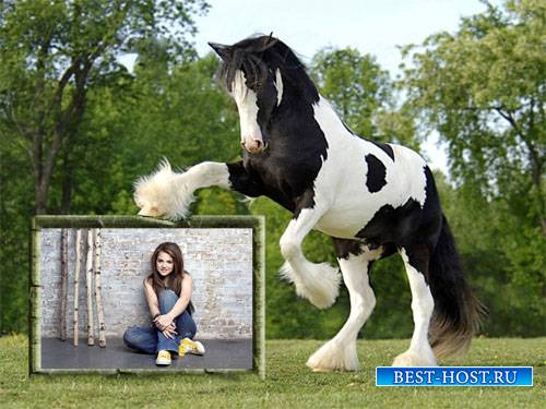 Фоторамка - Красивая черно-белая лошадка и ваше фото