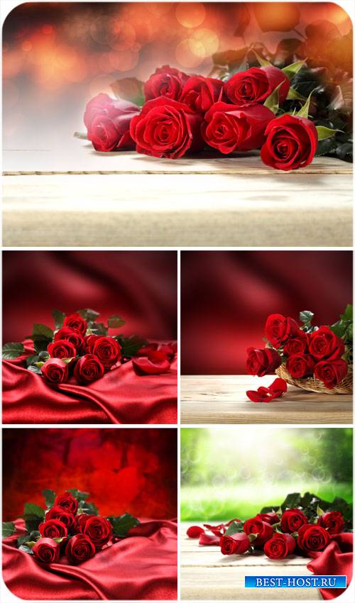 Красные розы, корзина с розами - сток фото