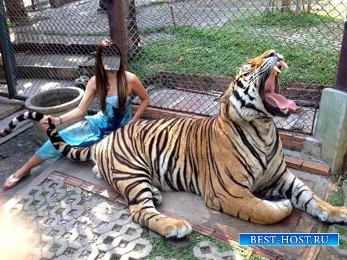 Шаблон для фотошоп - Девушка с тигром