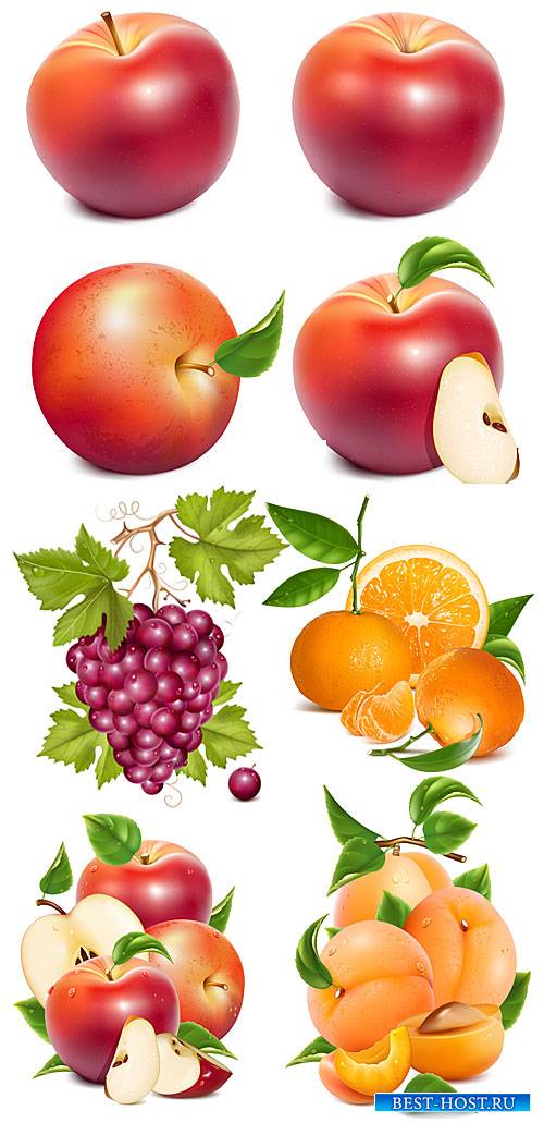 Яблоки, виноград, апельсин и абрикос в векторе