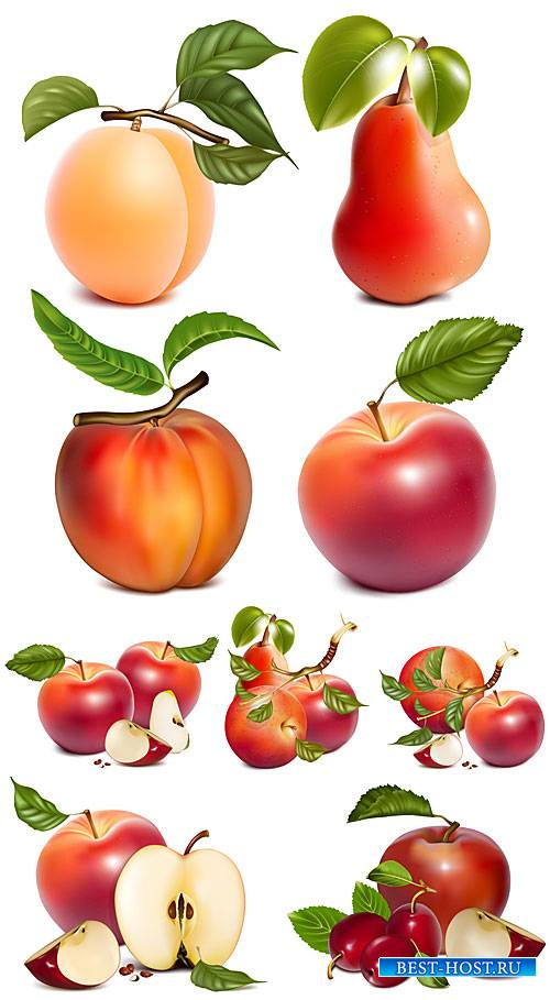 Яблоки, груши, персики, абрикос в векторе