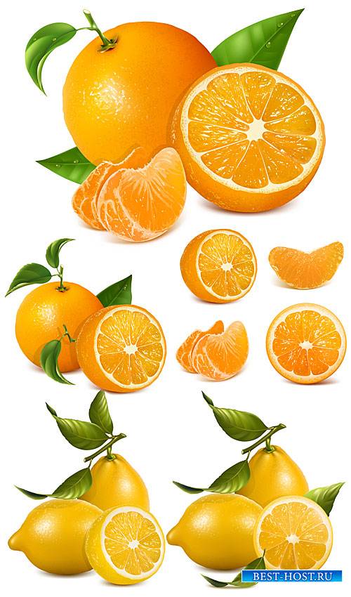 Апельсин, лимон, цитрус в векторе