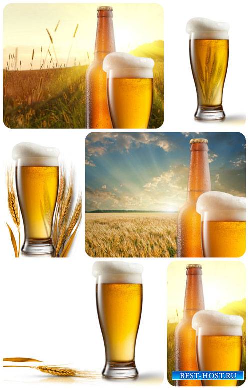 Пиво на фоне пшеничного поля - сток фото