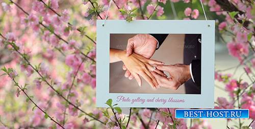 Photo Gallery and Cherry Blossoms - Project for After Effects (Videohive)