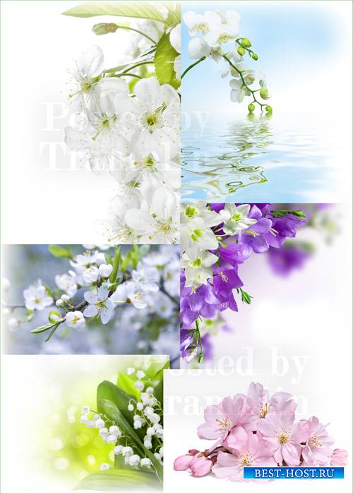 Весенние цветы – Красивые нежные фоны