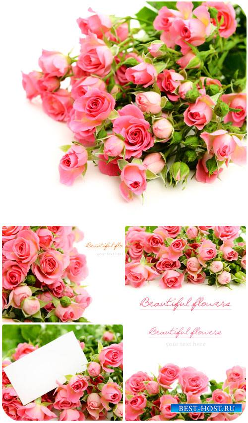 Розы, букеты розовых роз / Roses, bouquet of pink roses - Stock Photo