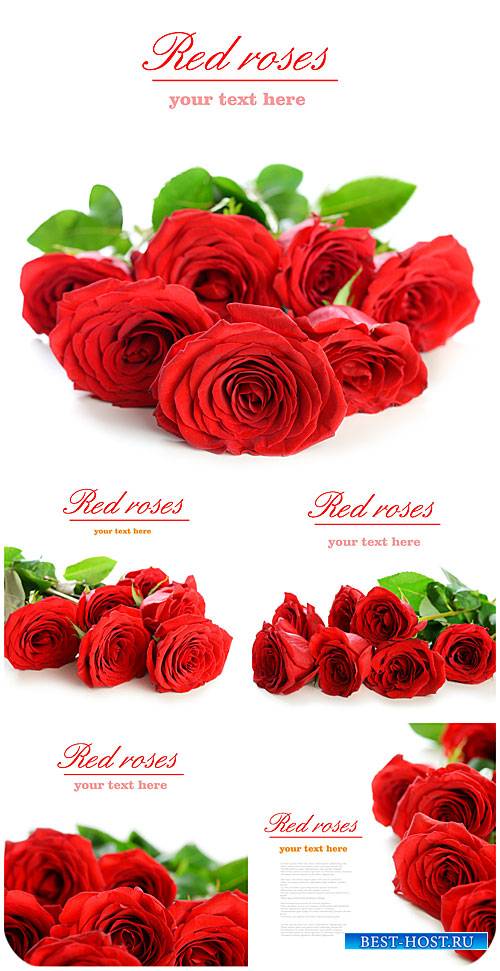 Красные розы, букеты цветов  / Red roses, bouquets of flowers