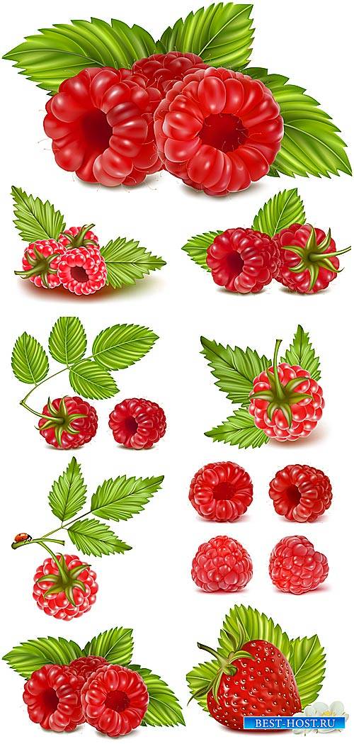 Малина, клубника в векторе / Raspberry, strawberry vector