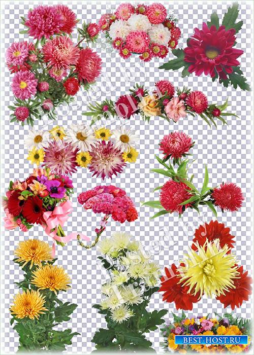 Цветы на прозрачном фоне – Астры, герберы, ромашки