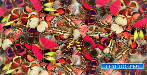 Elegant Butterflies - Project for After Effects (Videohive)