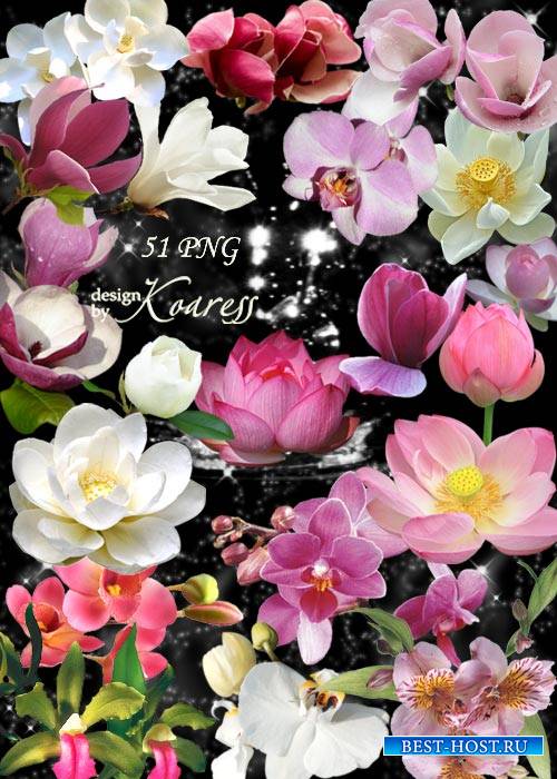 Png клипарт для дизайна с лотосами, водяными лилиями, орхидеями - Экзотические цветы из южных стран