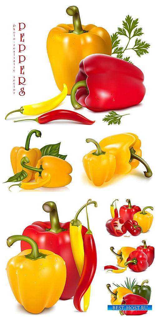 Сладкий и острый перец в векторе / Sweet and hot peppers in vector
