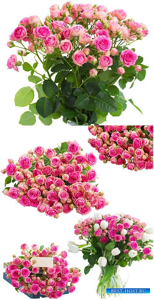 Розы, букеты цветов / Roses, bouquets of flowers - Stock Photo